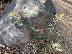 Acmispon neomexicanus