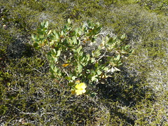 Dendromecon harfordii