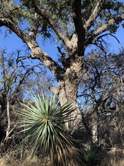 Yucca madrensis