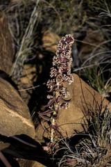 Crassula capitella capitella