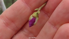 Rhododendron mucronulatum