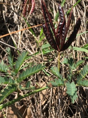 Desmanthus acuminatus