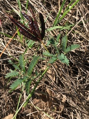 Desmanthus acuminatus