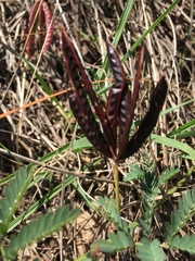Desmanthus acuminatus