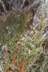Orphium frutescens