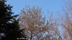 Populus tomentiglandulosa