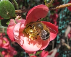 Anthophora