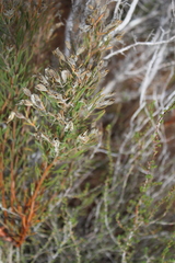 Orphium frutescens