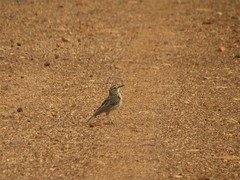 Certhilauda curvirostris brevirostris