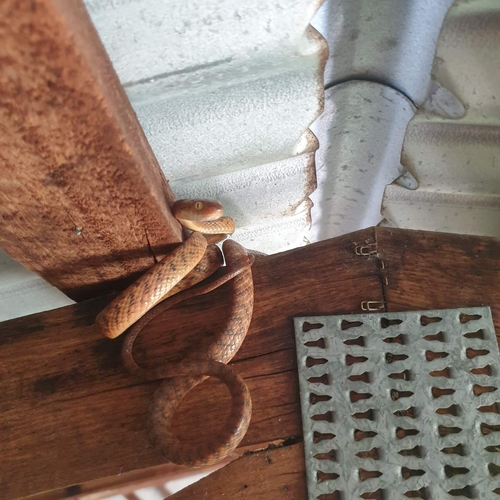 Brown Tree Snake sighting