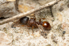 Tetramorium impressum