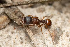 Tetramorium impressum