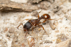 Tetramorium impressum
