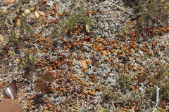 Disphyma dunsdonii