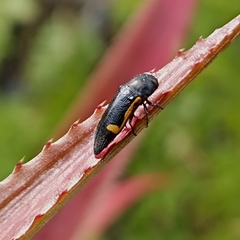 Acmaeodera stictipennis