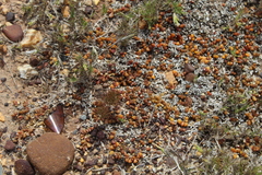 Disphyma dunsdonii