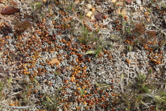 Disphyma dunsdonii
