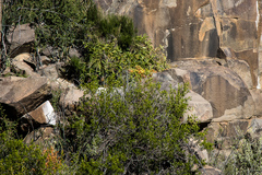 Cyphostemma quinatum