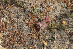 Disphyma dunsdonii