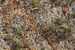 Disphyma dunsdonii