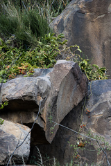 Cyphostemma quinatum