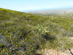 Dendromecon harfordii