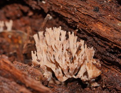 Artomyces austropiperatus