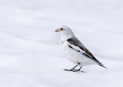 Bruant des neiges, mâle