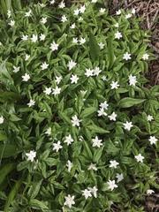 Anemonoides trifolia