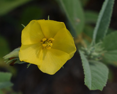 Melhania oblongifolia