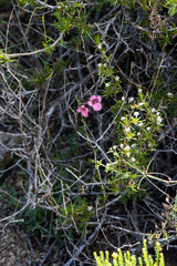 Diascia capsularis