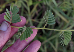 Aeschynomene brasiliana