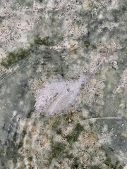 Rhombosolea tapirina