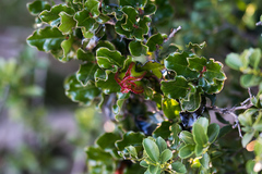 Diospyros scabrida cordata