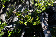 Diospyros scabrida cordata