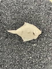 Rhombosolea tapirina