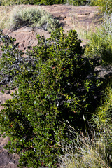 Diospyros scabrida cordata