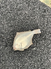 Rhombosolea tapirina