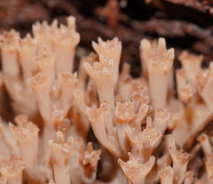Artomyces austropiperatus