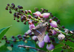 Hasora chromus chromus
