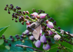 Hasora chromus chromus