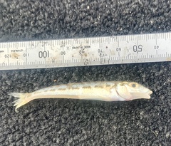 Sillaginodes punctatus