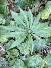 Arisaema formosanum