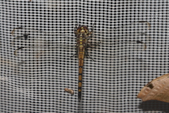 Cannaphila