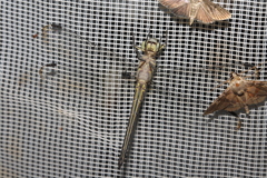 Cannaphila