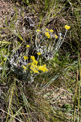 Helichrysum aureonitens