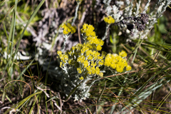 Helichrysum aureonitens