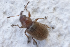 Doydirhynchus austriacus