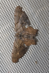 Calledapteryx dryopterata