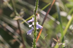 Striga curviflora